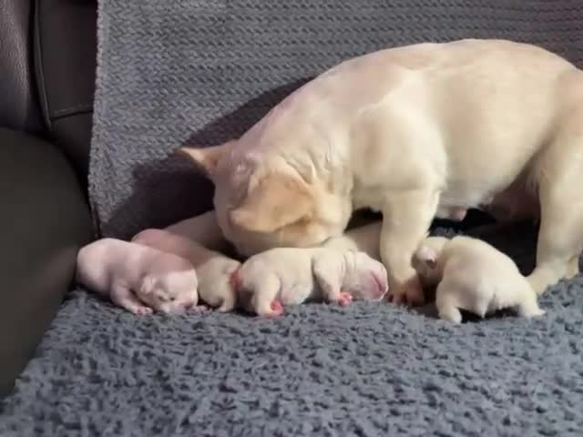 French Bulldog dogs for sale: Ready - Lilac Platinum - Fluffy Carriers - Video 1