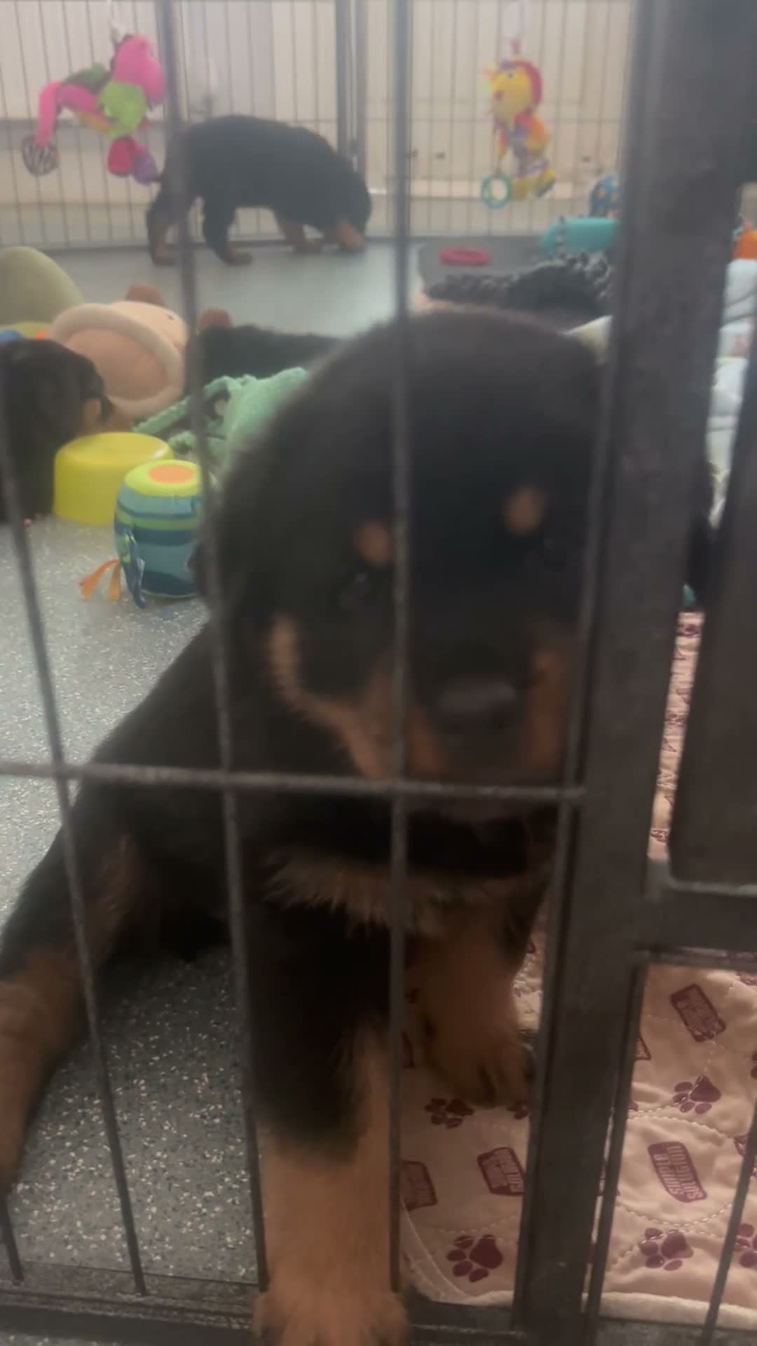 Rottweiler dogs for sale: Amazing Rottweiler litter girls and boys   - Video 1