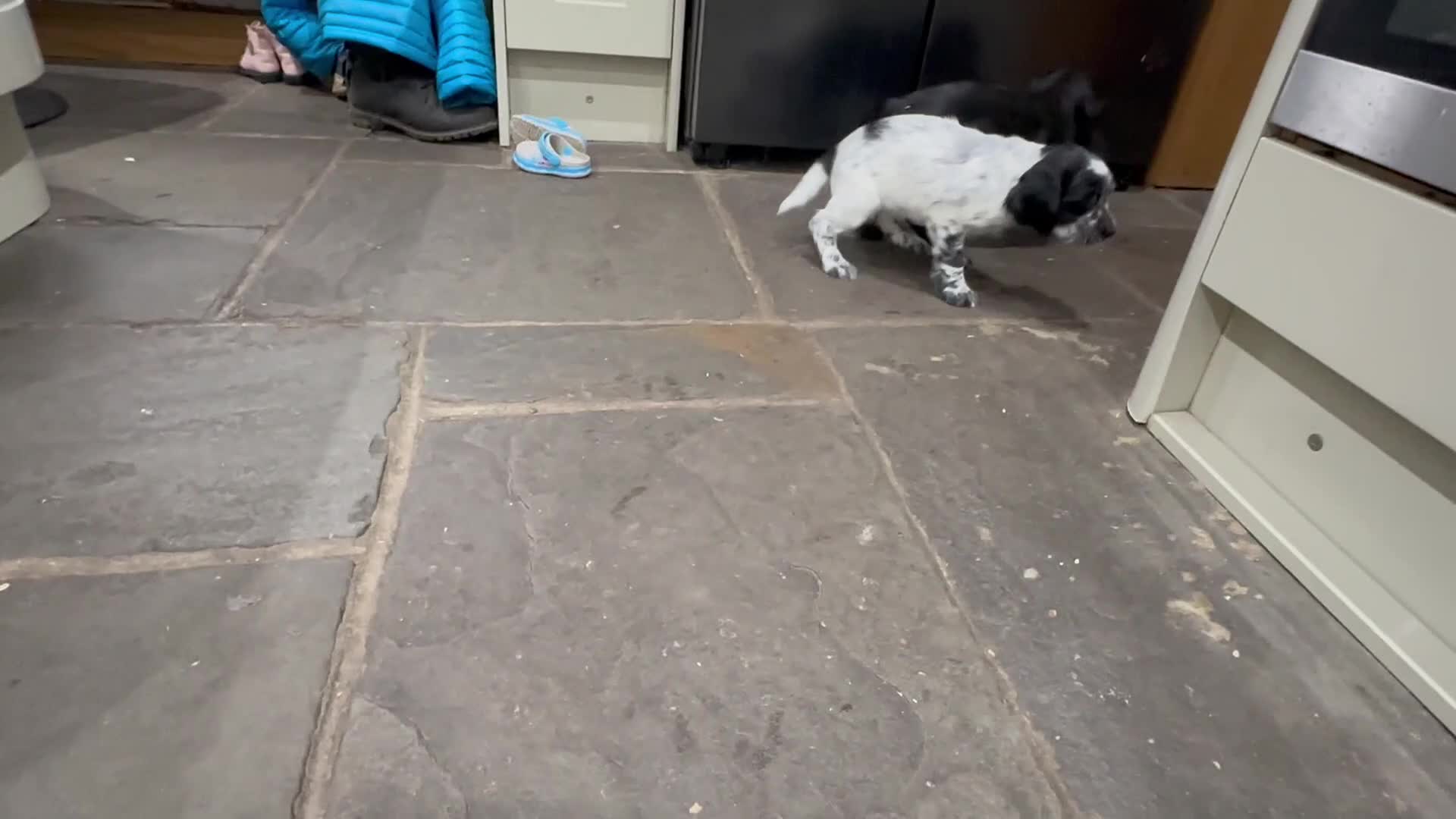 Mixed Breed dogs for sale: Fabulous Sprocker Pups - Video 1