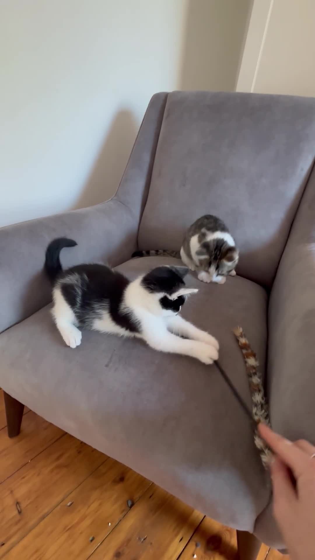 Mixed Breed cats for sale: Kitten MaineCoon cross 10 weeks 1 boy left 🥰🥰🥰 - Video 1