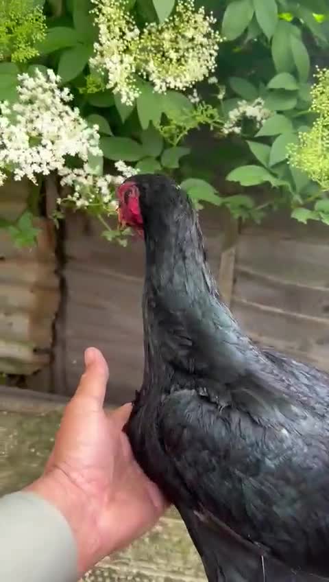 Chickens poultry for sale: Shamo aseel.  - Video 2