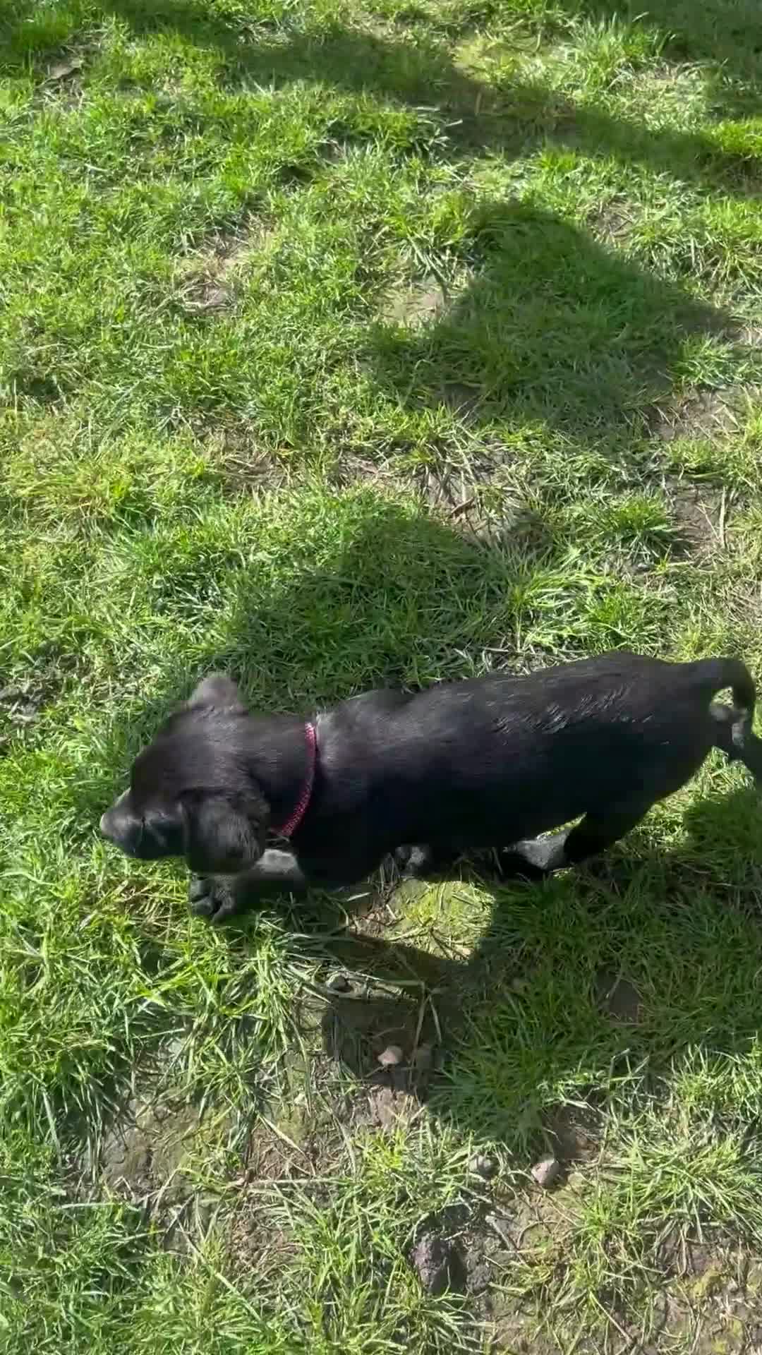 Labrador Retriever dogs for sale: KC Registered Labrador Puppies - Video 2