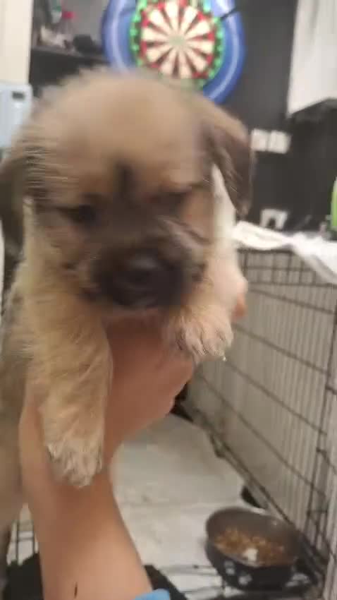 Mixed Breed dogs for sale: Shih tzu cross Jack Russell - Video 3