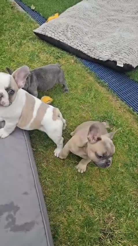 French Bulldog dogs for sale: FRENCH BULLDOG PUPPIES - Video 1