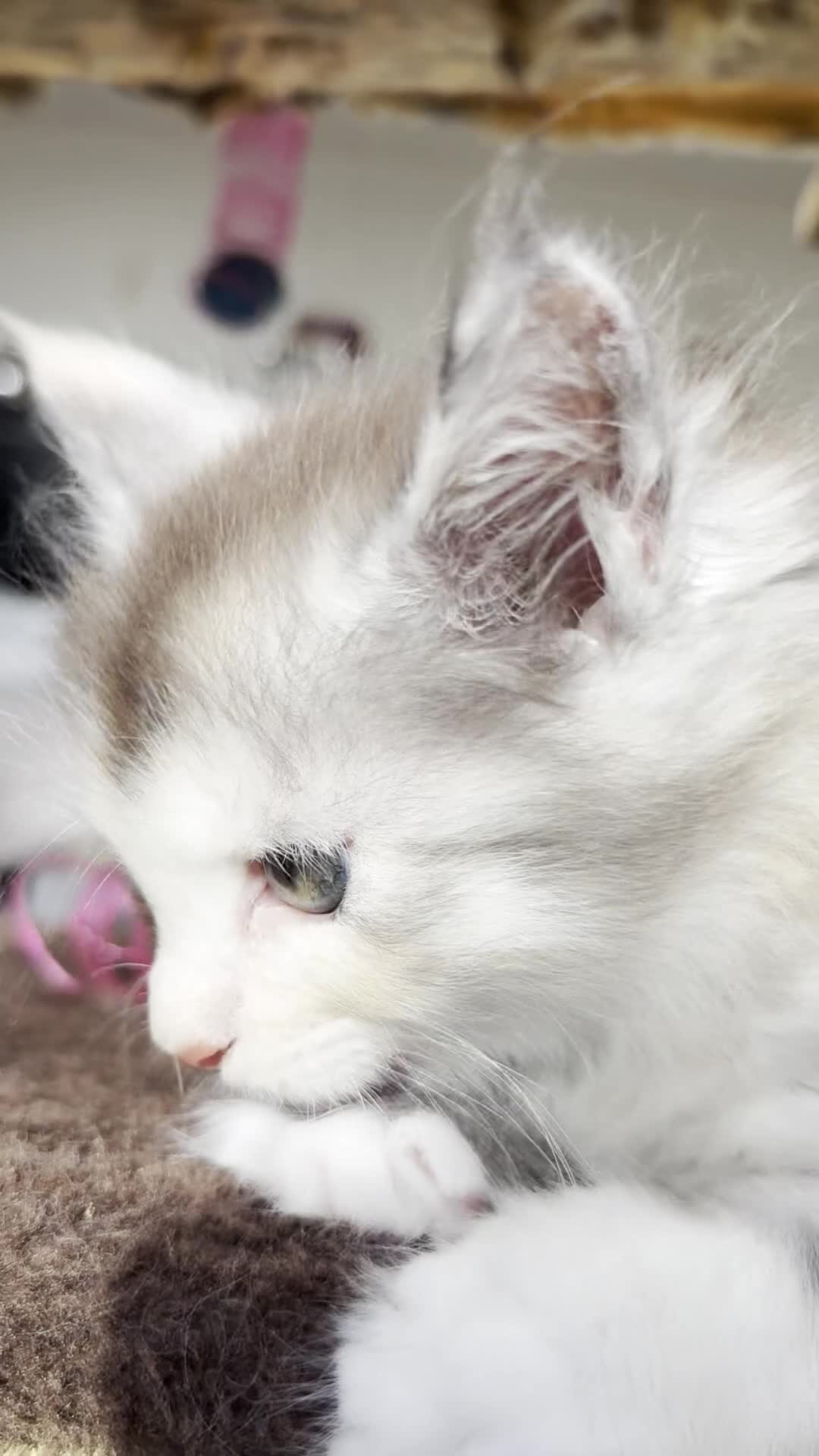 Maine Coon cats for sale: 6th Gen GCCF Pedigree Maine Coon Kitten - Video 3