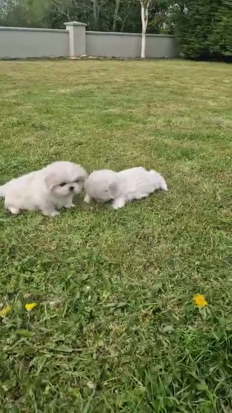 Pekingese dogs for sale: Pekingese puppies  - Video 1