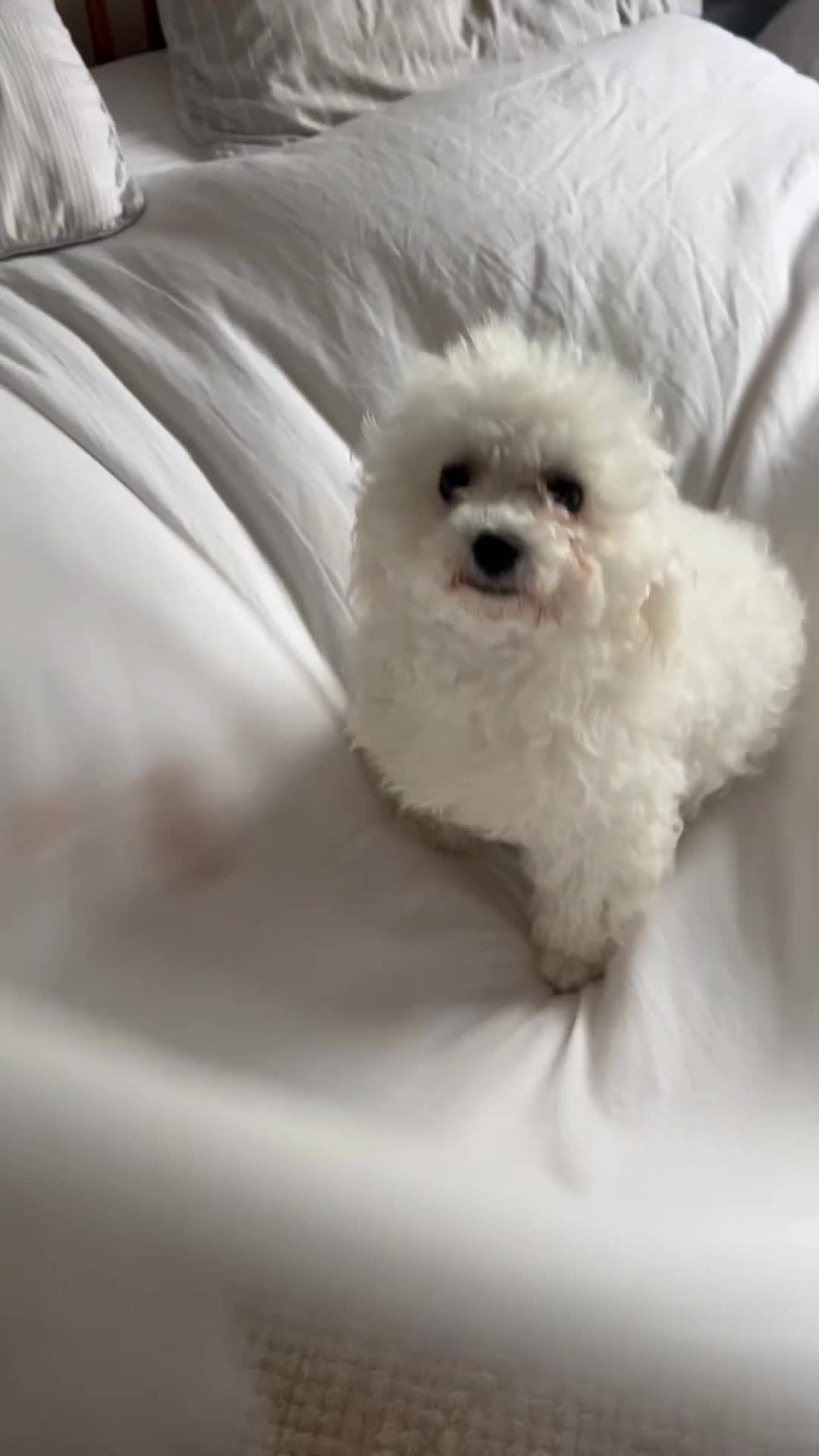 Bichon Frise dogs for sale: Cutest bichon friz litter you can ever see  in Chester - Video 1