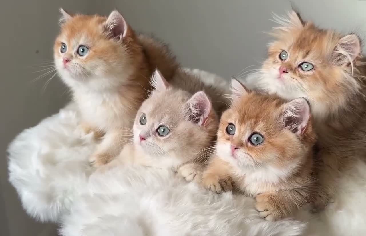 British Shorthair cats for sale: British Shorthair or Longhair golden kittens  - Video 1