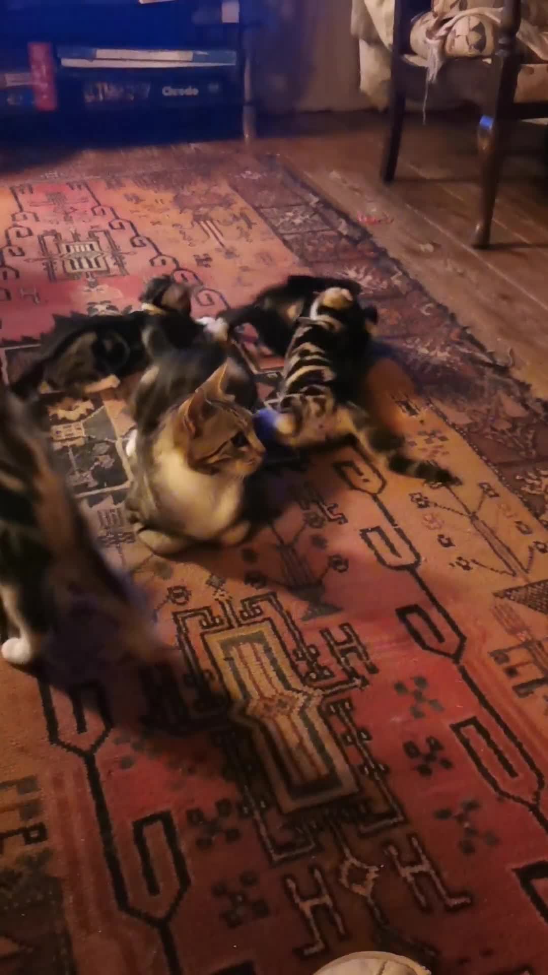 Bengal cats for sale: Stunning Bengal Plus - Video 1