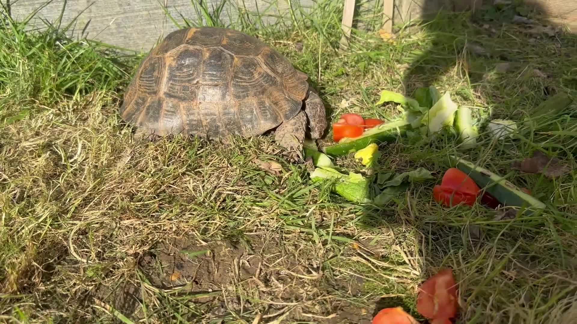 Tortoise reptiles for sale: 3 Male Spur thighs Fertile - Video 3