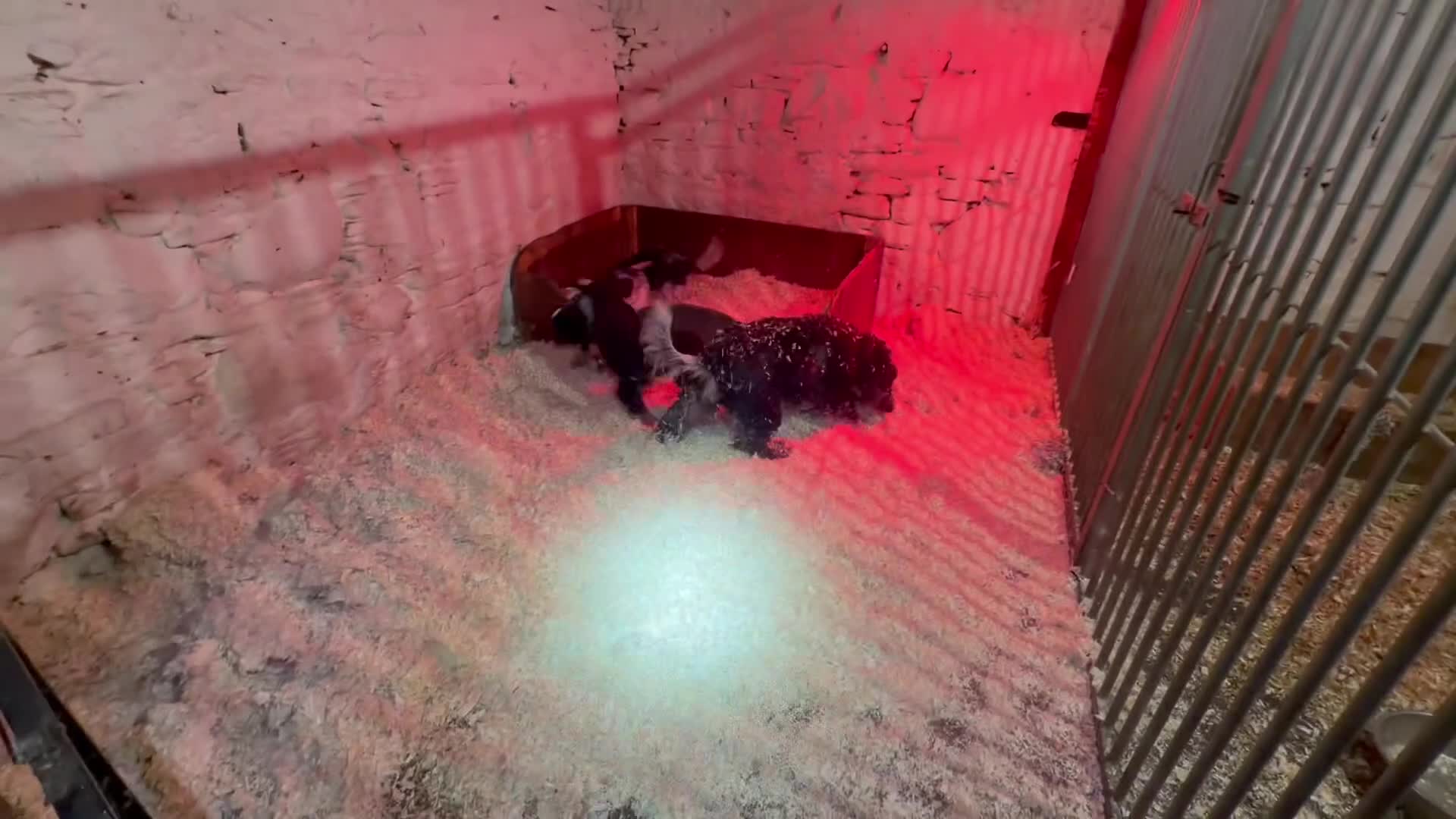 Cocker Spaniel dogs for sale: Fully vaccinated show cockers ready to go! - Video 4