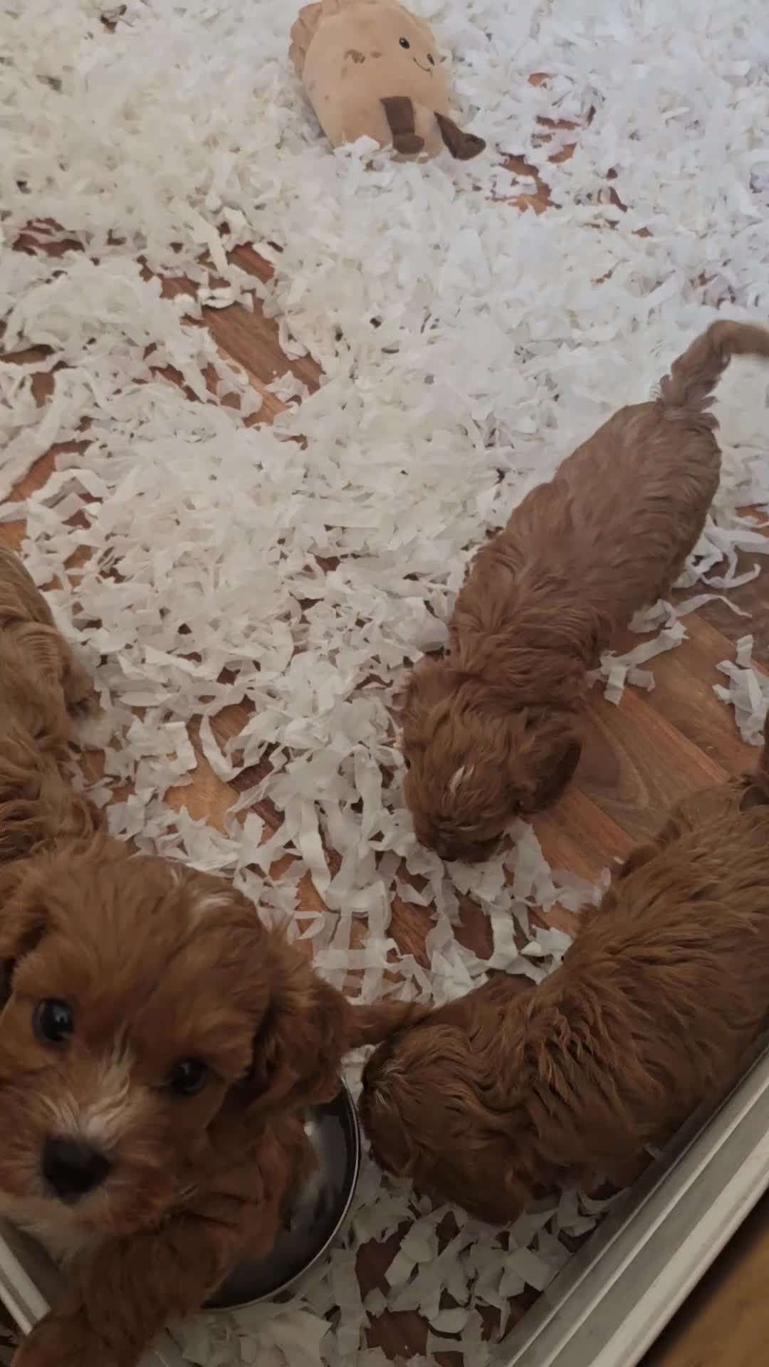 Cavapoo dogs for sale: Fox Red f1 cavapoo puppies  - Video 2