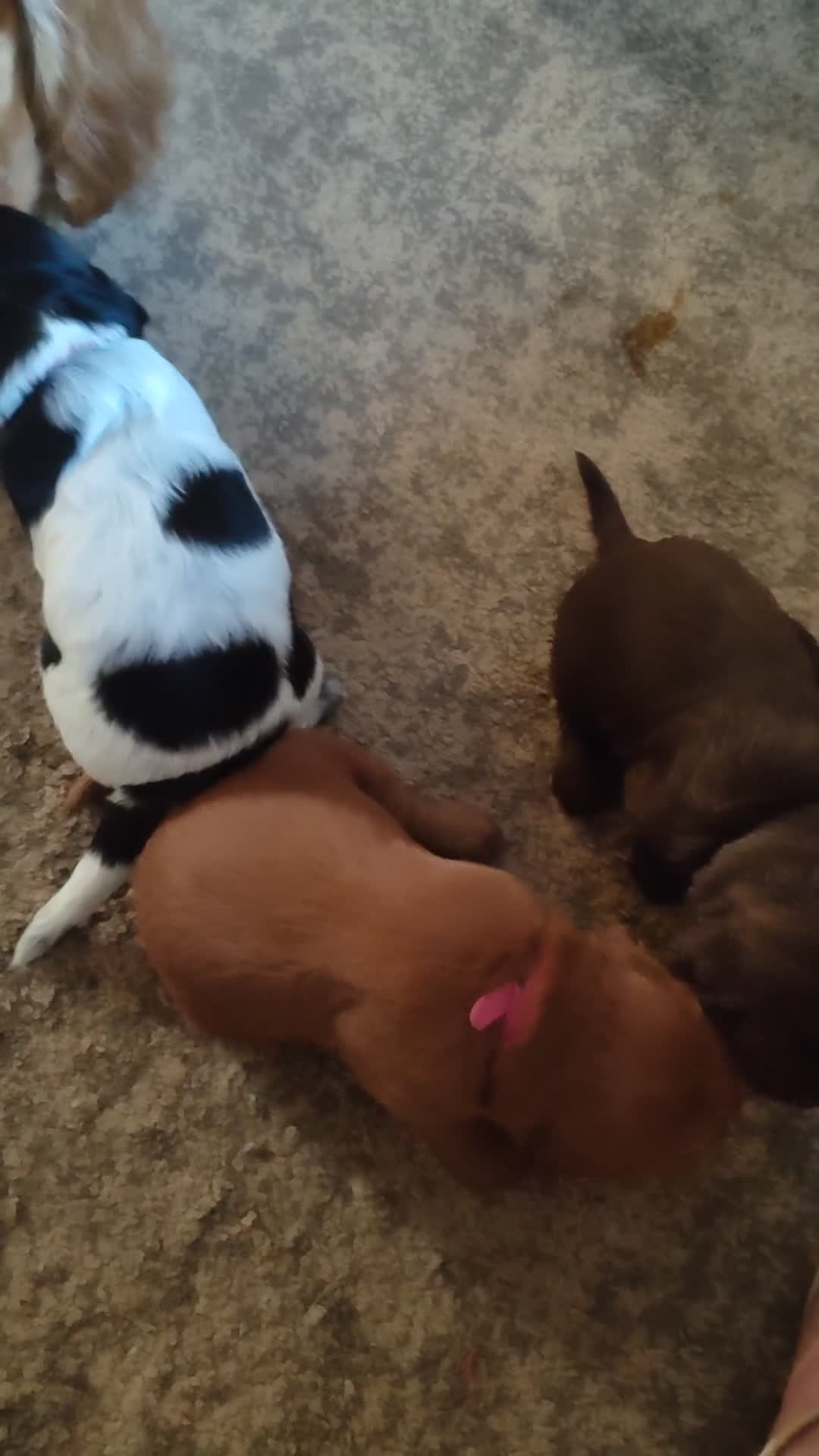 Cockapoo dogs for sale: Milly pups - Video 1