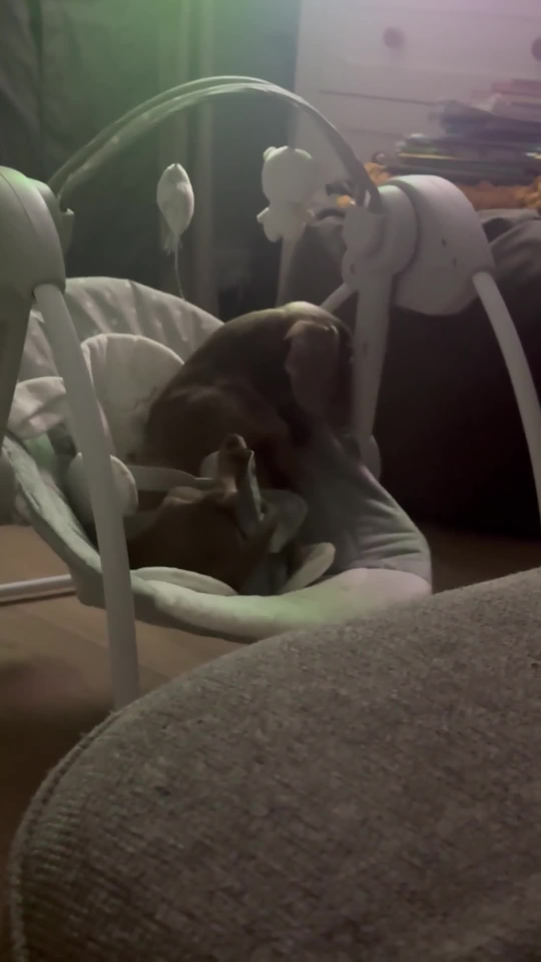 Miniature Dachshund dogs for sale: Rehoming due to il health  - Video 1