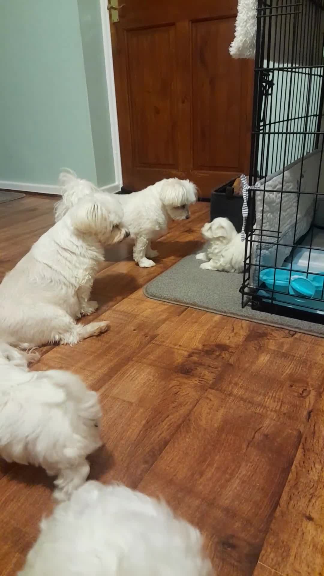 Maltese dogs for sale: 2 male maltese puppies  - Video 2