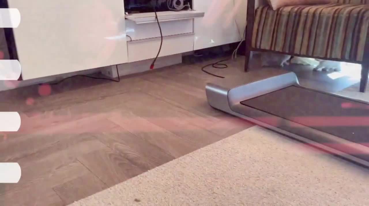 Scottish Fold cats for sale: Very Friendly Kittens, Pedigree Scottish Fold  - Video 2