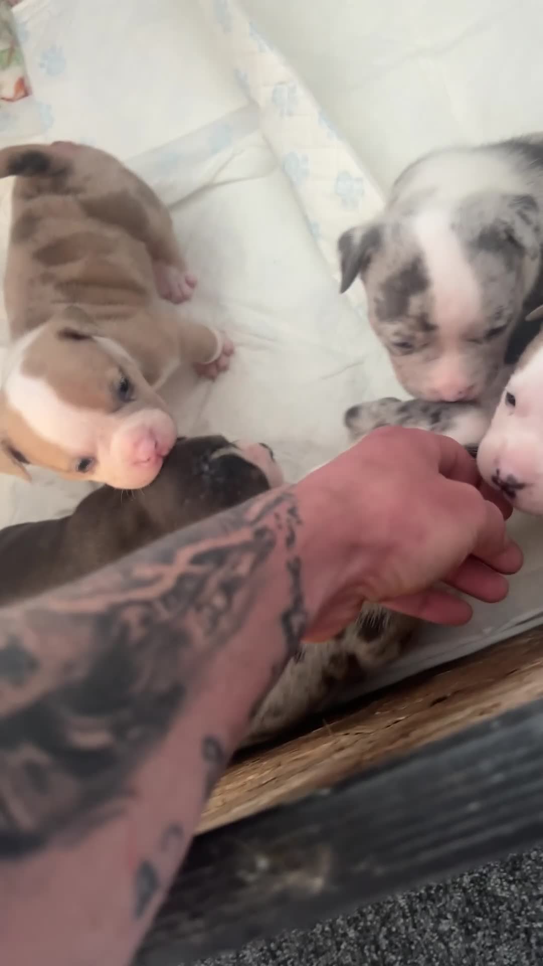 American Bully dogs for sale: Pocket bully puppies Merle fawn pied tri - Video 3
