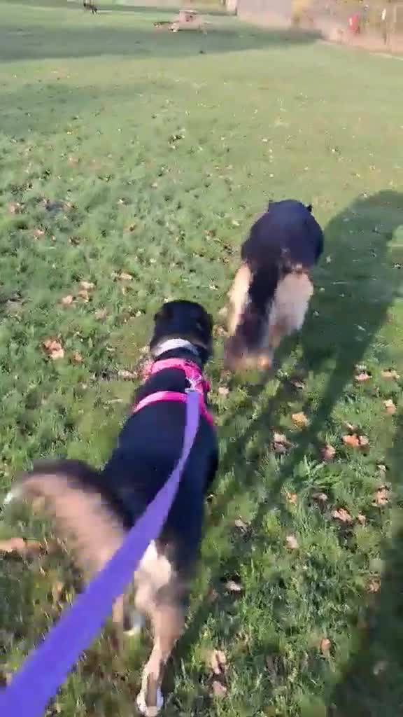 Mixed Breed dogs for adoption: CARA  - Video 4