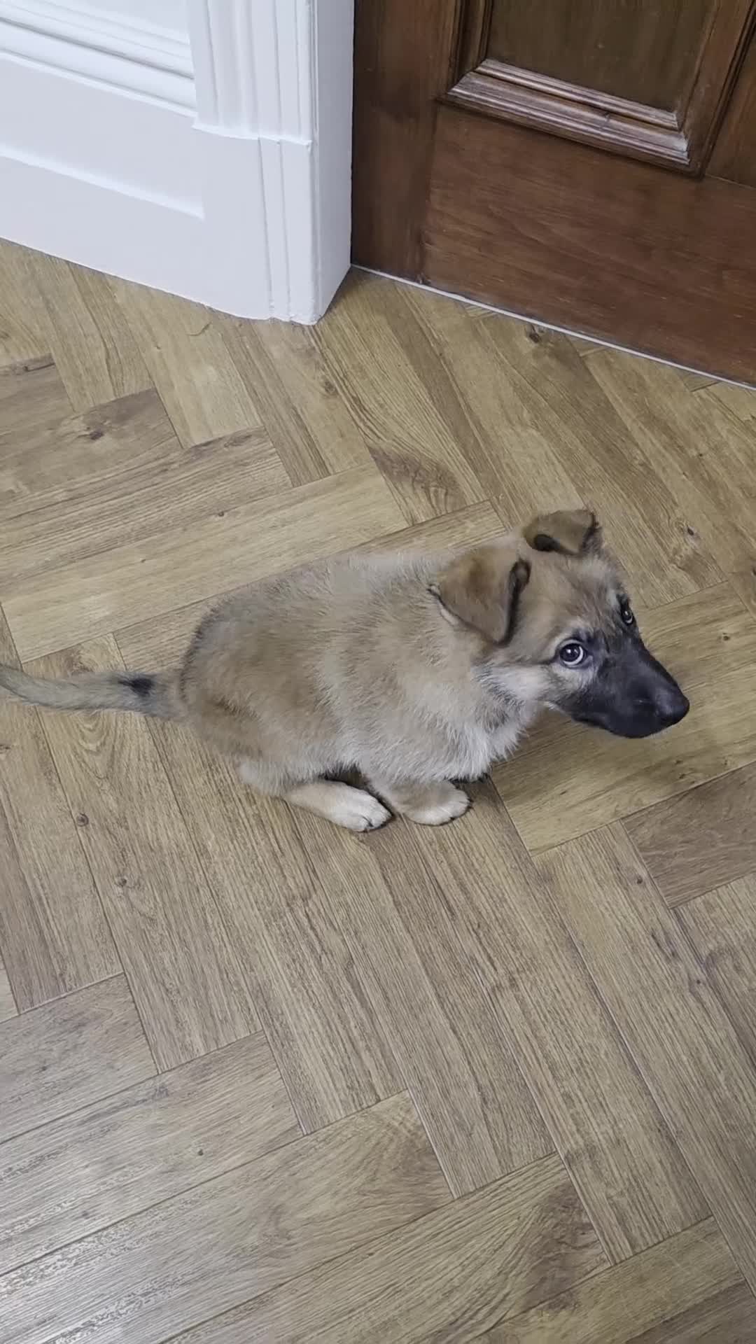 German Shepherd dogs for sale: German Shepherd Puppy - Video 1