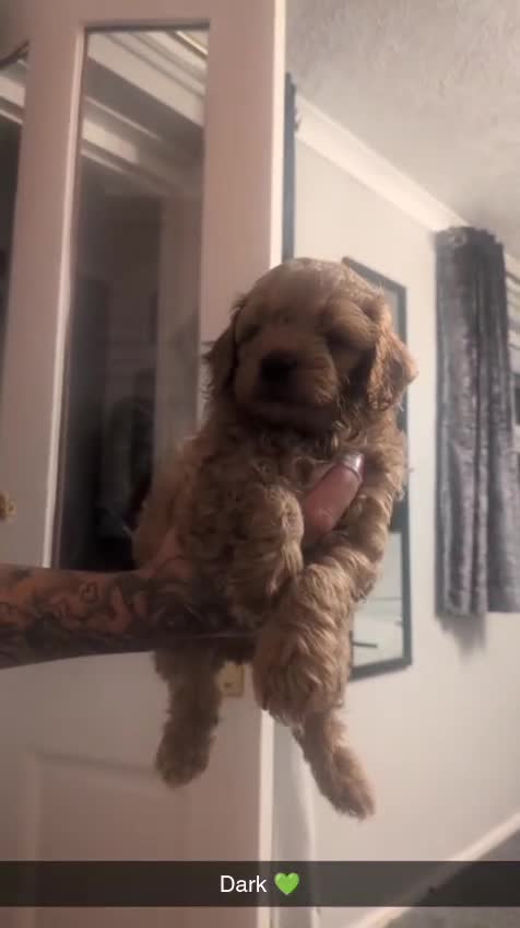 Cockapoo dogs for sale: Stunning F1BB Toy American Cockapoos - Video 3