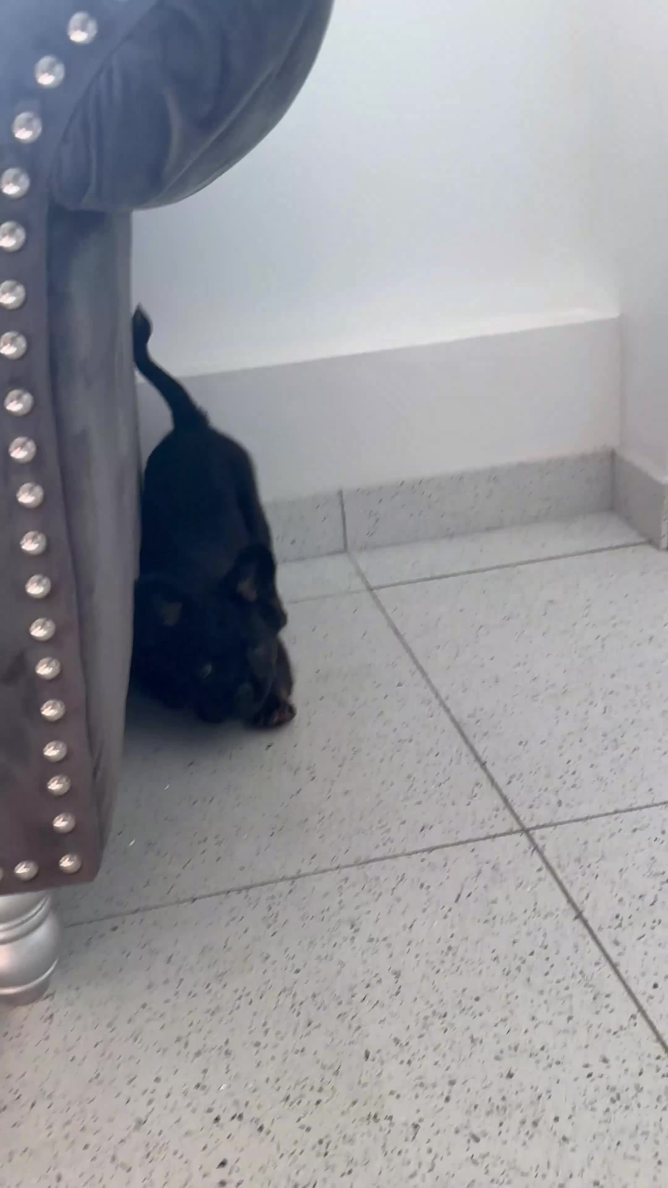 French Bulldog dogs for sale: Furbabys  - Video 2