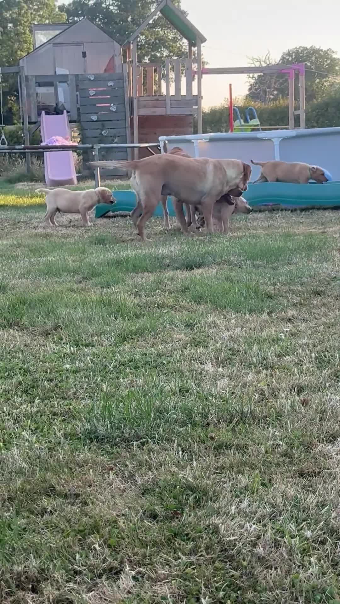 Labrador Retriever dogs for sale: READY TO GONOW 8beautiful labrador kchealthcheaked - Video 1