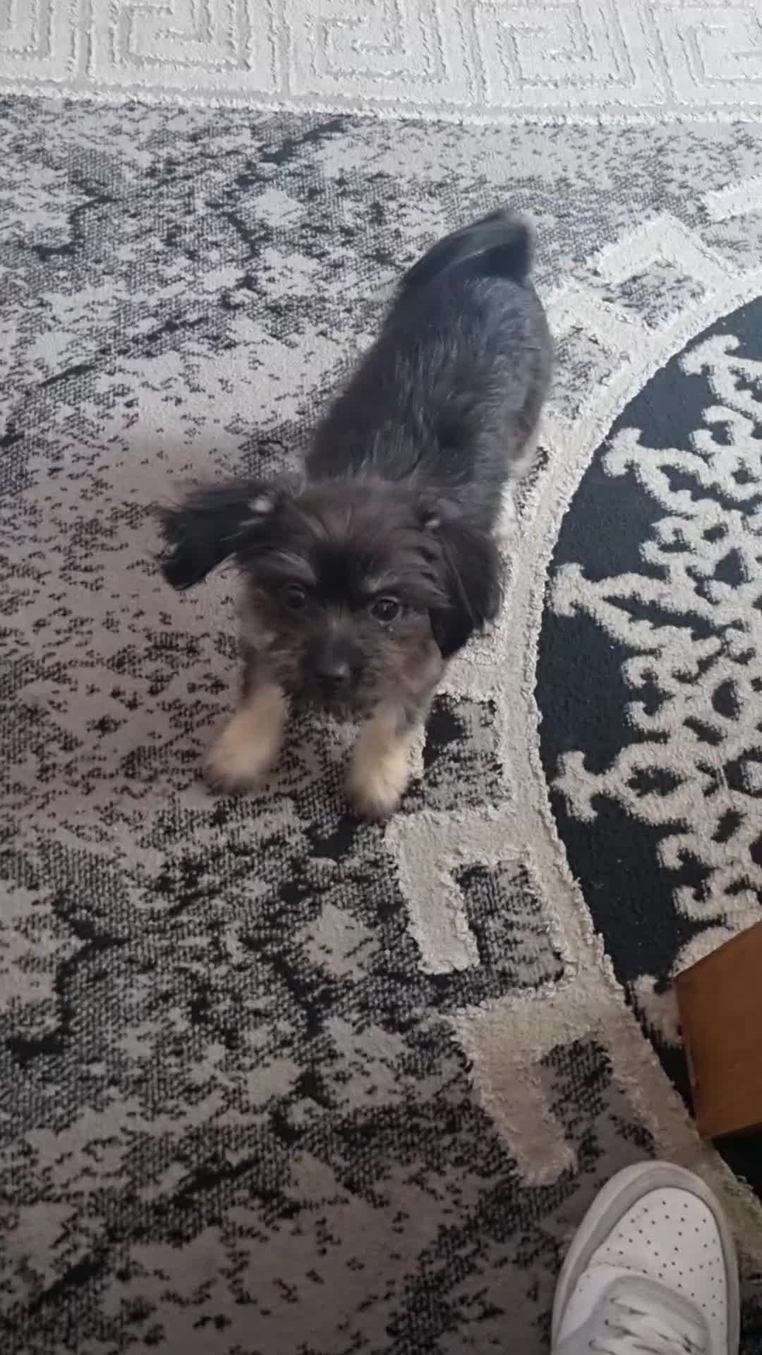 Mixed Breed dogs for sale: Mini Yorkshire  in Huddersfield - Video 1