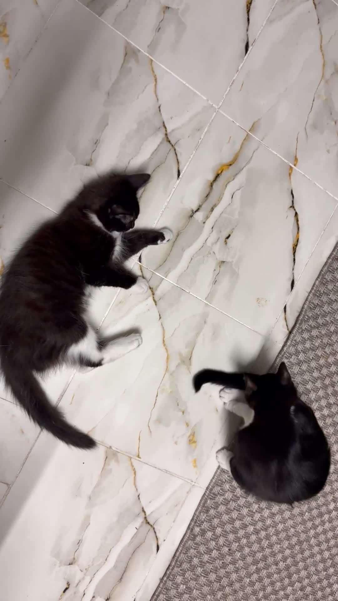 Mixed Breed cats for sale: Absolutely stunning female and male kittens  - Video 1