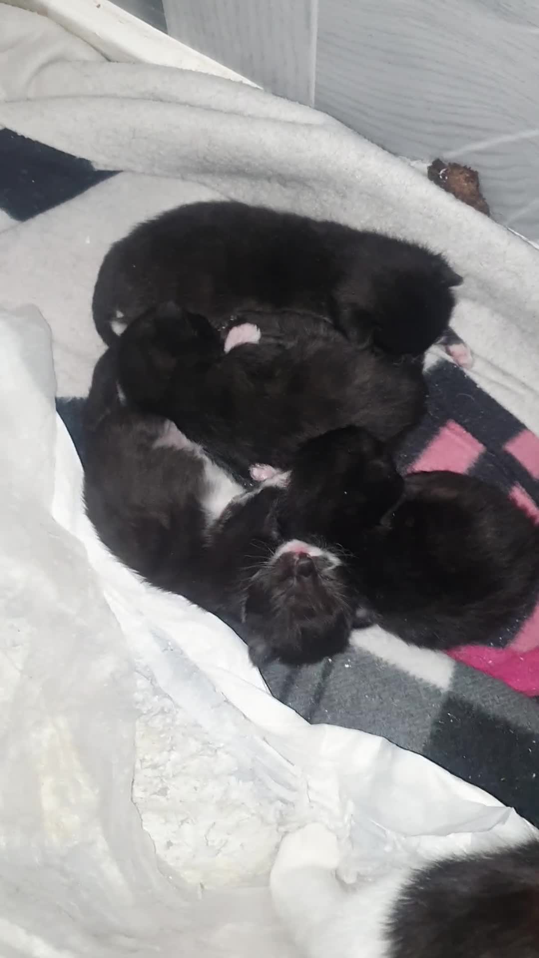 Domestic Shorthair cats for sale: Kittens for sale  - Video 1