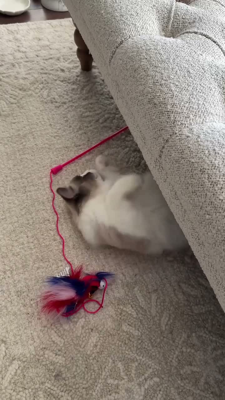 Ragdoll cats for sale: Final 3 ragdolls ready to leave  - Video 2