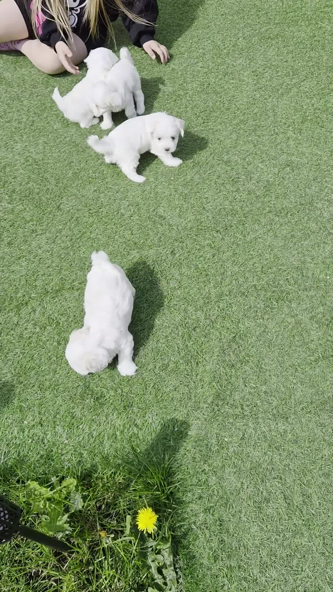 Maltese dogs for sale: Sold  - Video 2