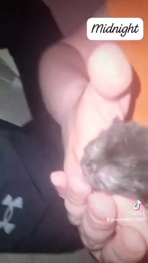Mixed Breed cats for sale: 3 Male Kittens in Hull - Video 1