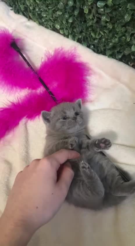 British Shorthair cats for sale: British Shorthair Kittens (Blue) - Video 4