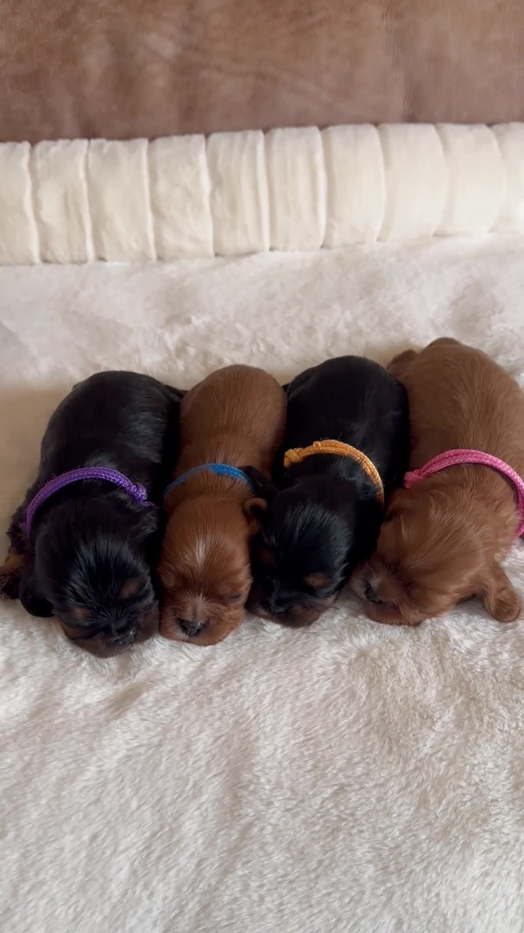 Cavalier King Charles Spaniel dogs for sale: KC Registered Heath Tested Puppies  - Video 1