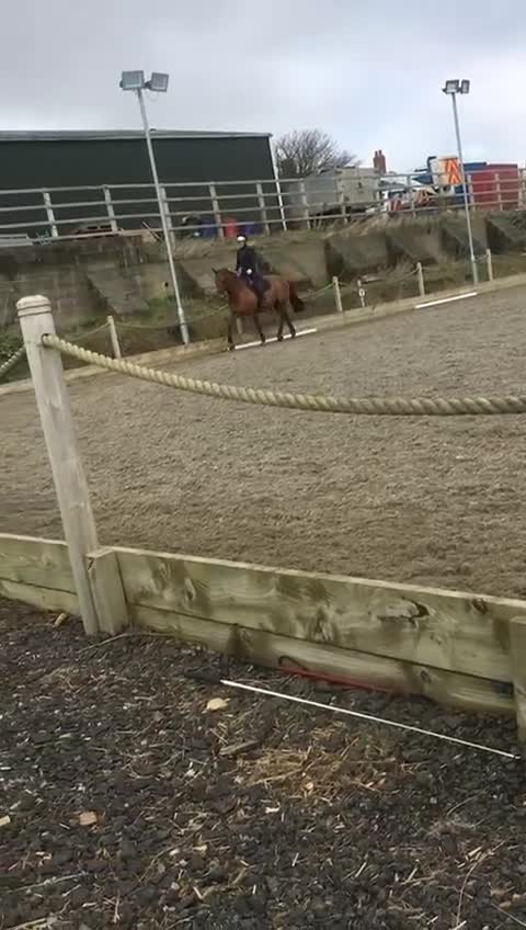 English Warmblood horses for sale: Striking dressage school mistress - Video 2