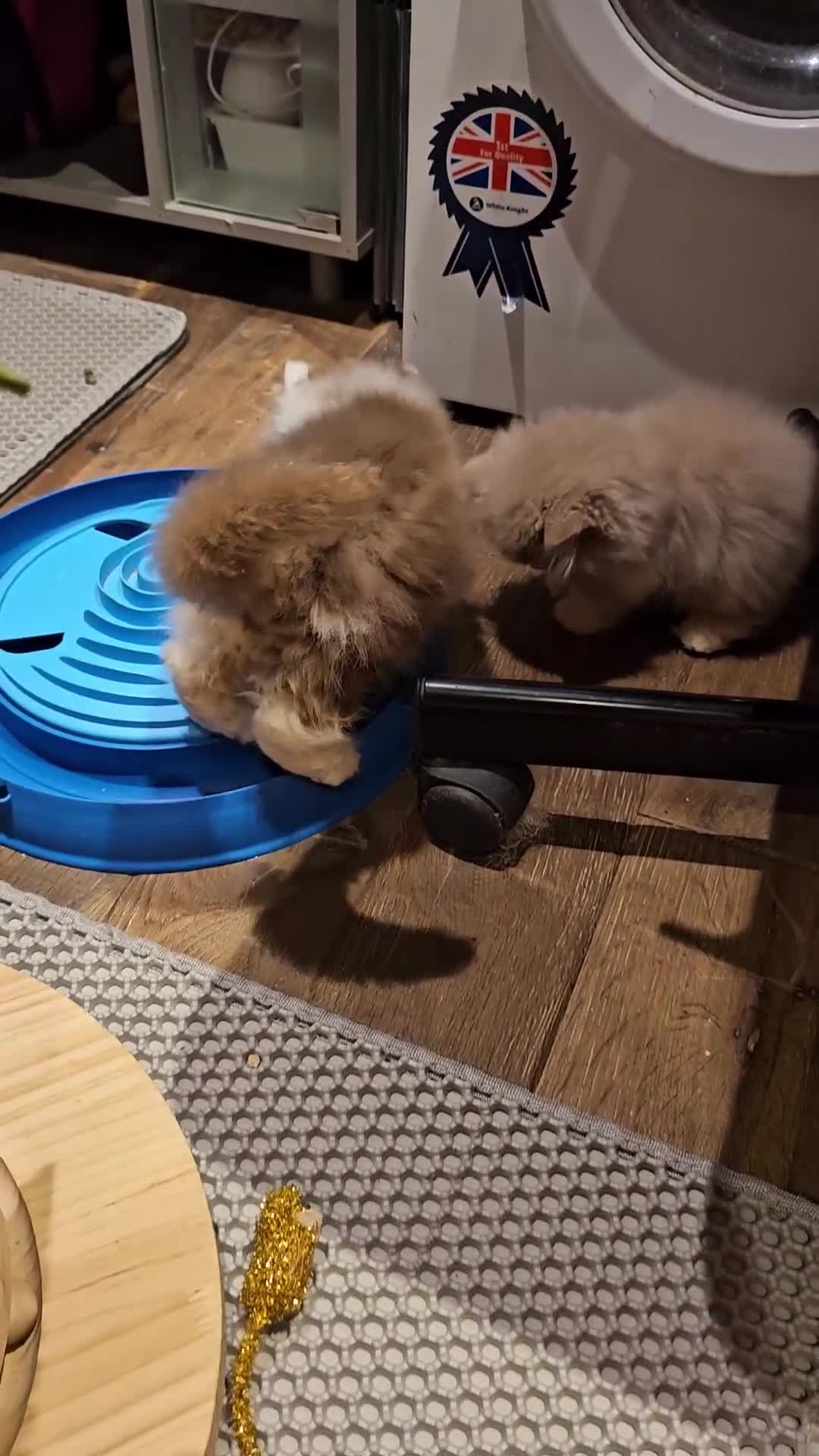 British Longhair cats for sale: Fawn/cinnamon/red/blue golden  - Video 2