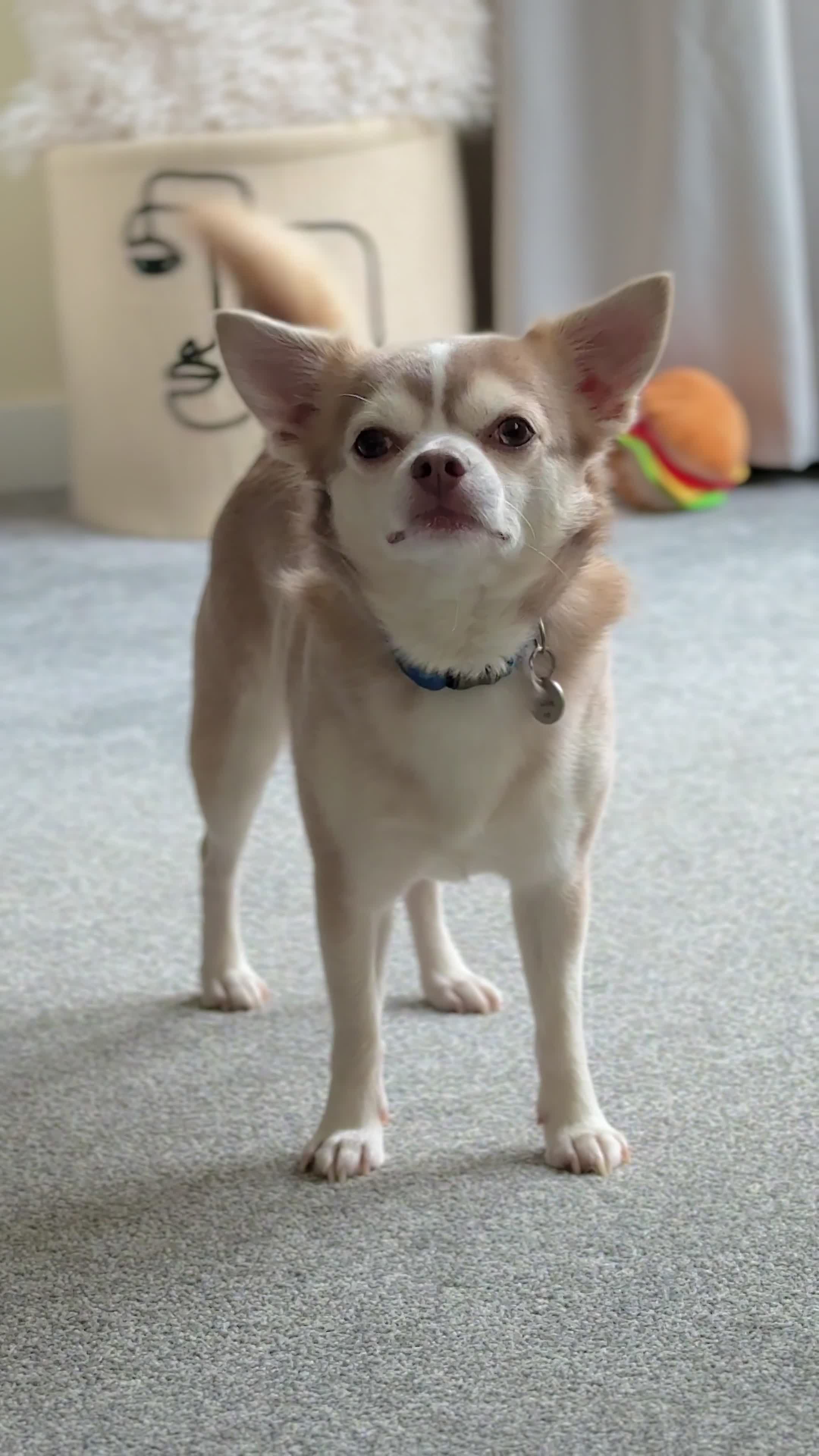 Chihuahua dogs for stud: Unique Chihuahua for Stud 🐾 in Southampton - Video 1
