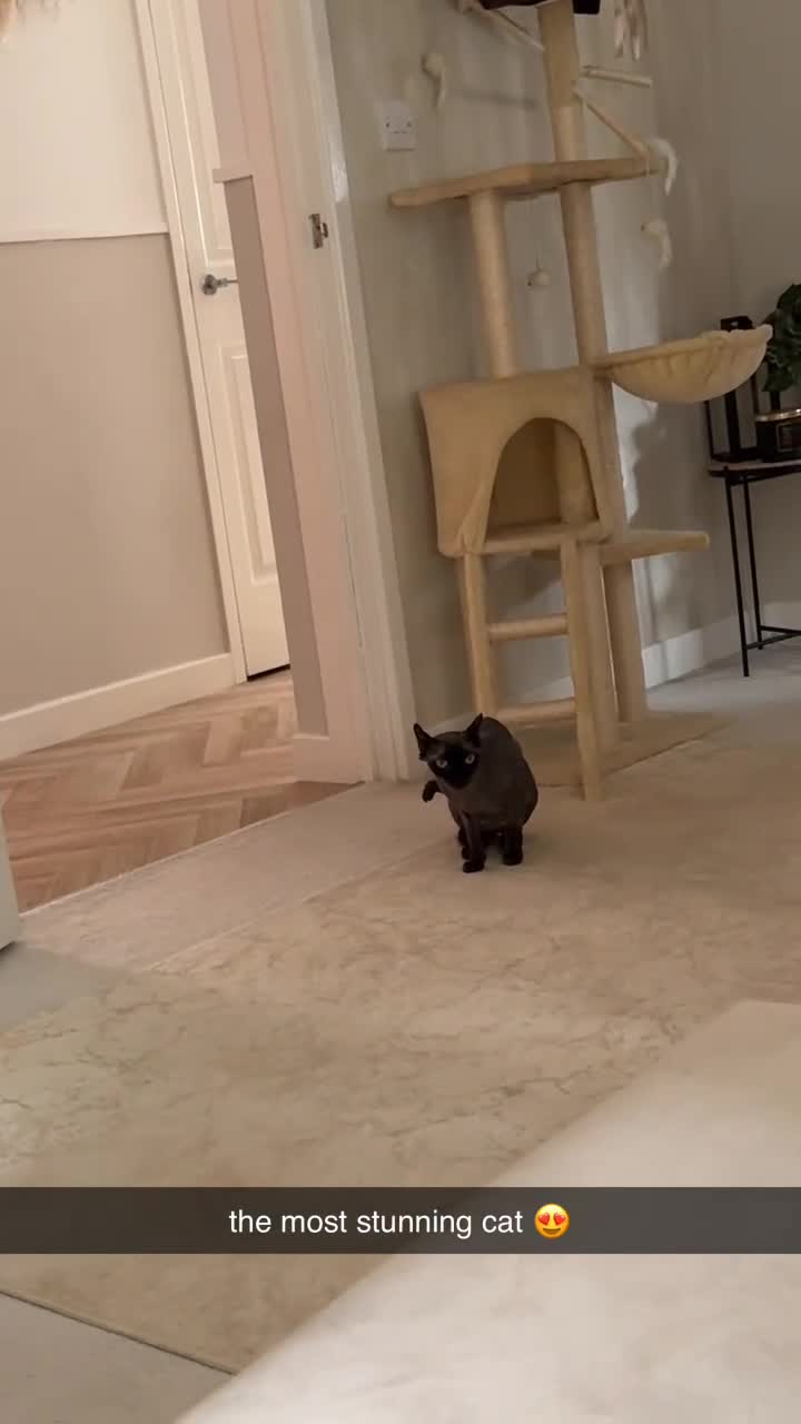 Sphynx cats for sale: 1 dwarf sphynx & 1 normal Sphynx females - Video 2