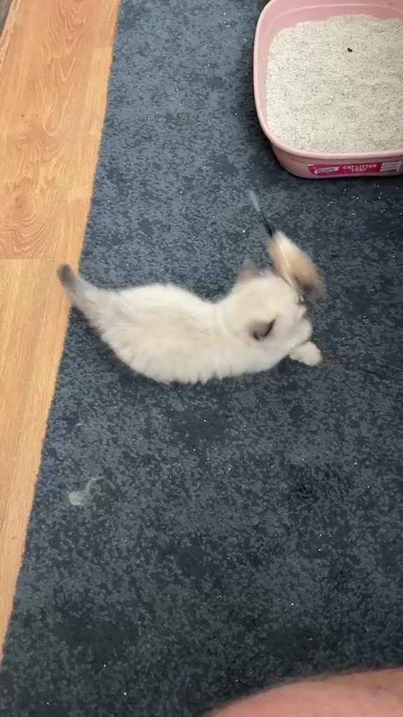 Ragdoll cats for sale: 🐾 Pure Ragdoll Kittens 🐾 in Exeter - Video 3
