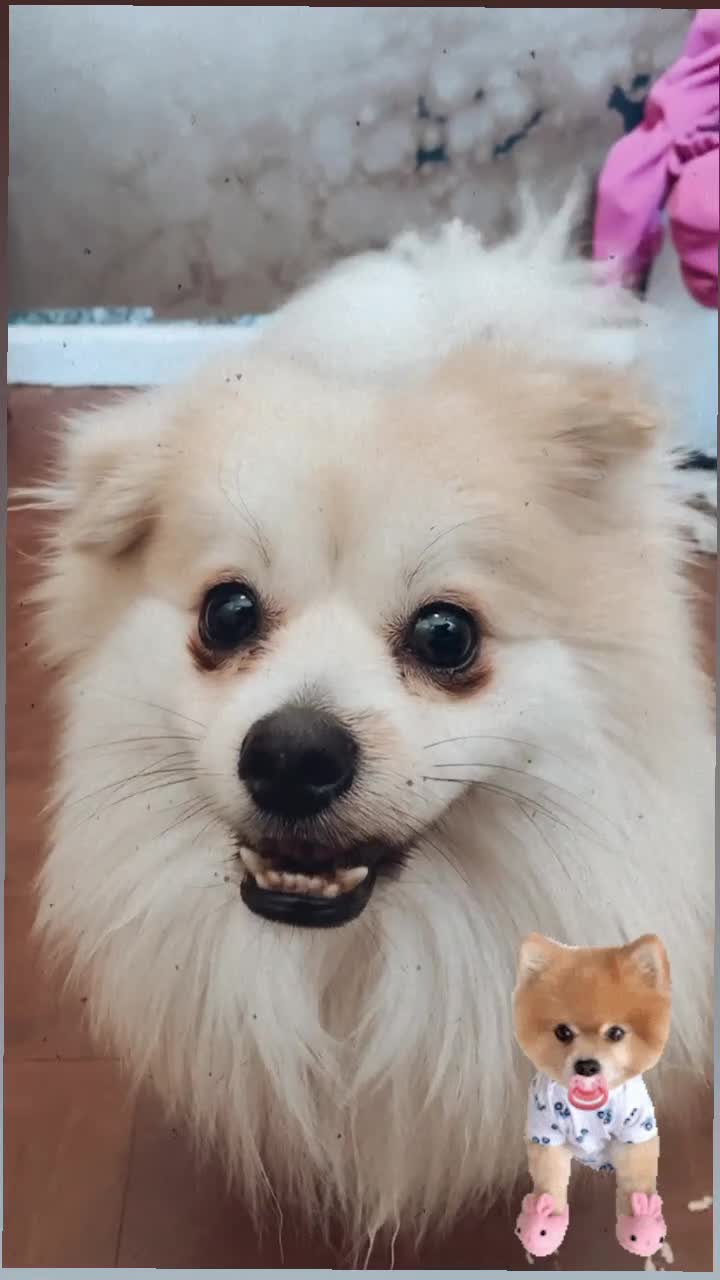 Mixed Breed dogs for sale: Gentle White Pomeranian Needs Loving Forever Home  - Video 1