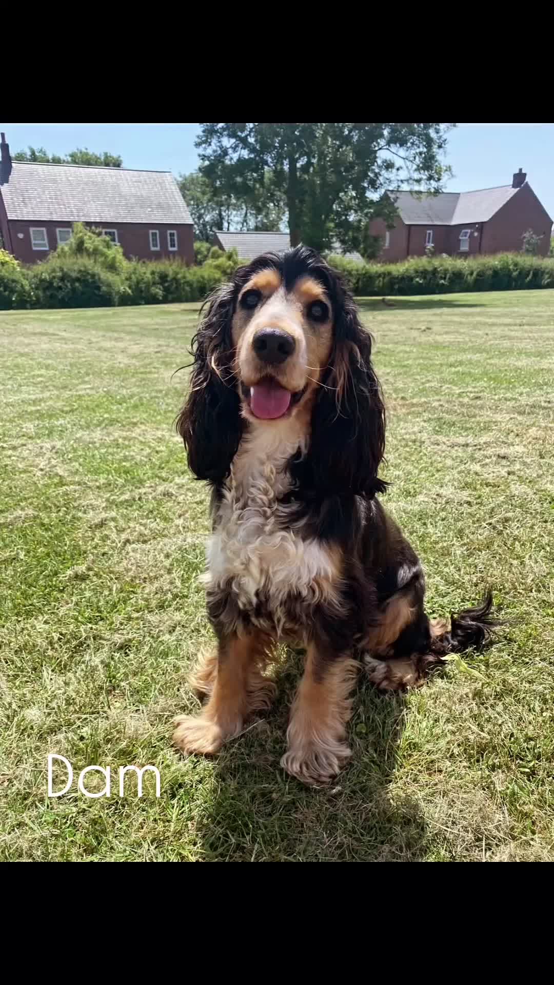 Cocker Spaniel dogs for sale: Show Type Cocker Spaniels Health Tested parent - Video 1