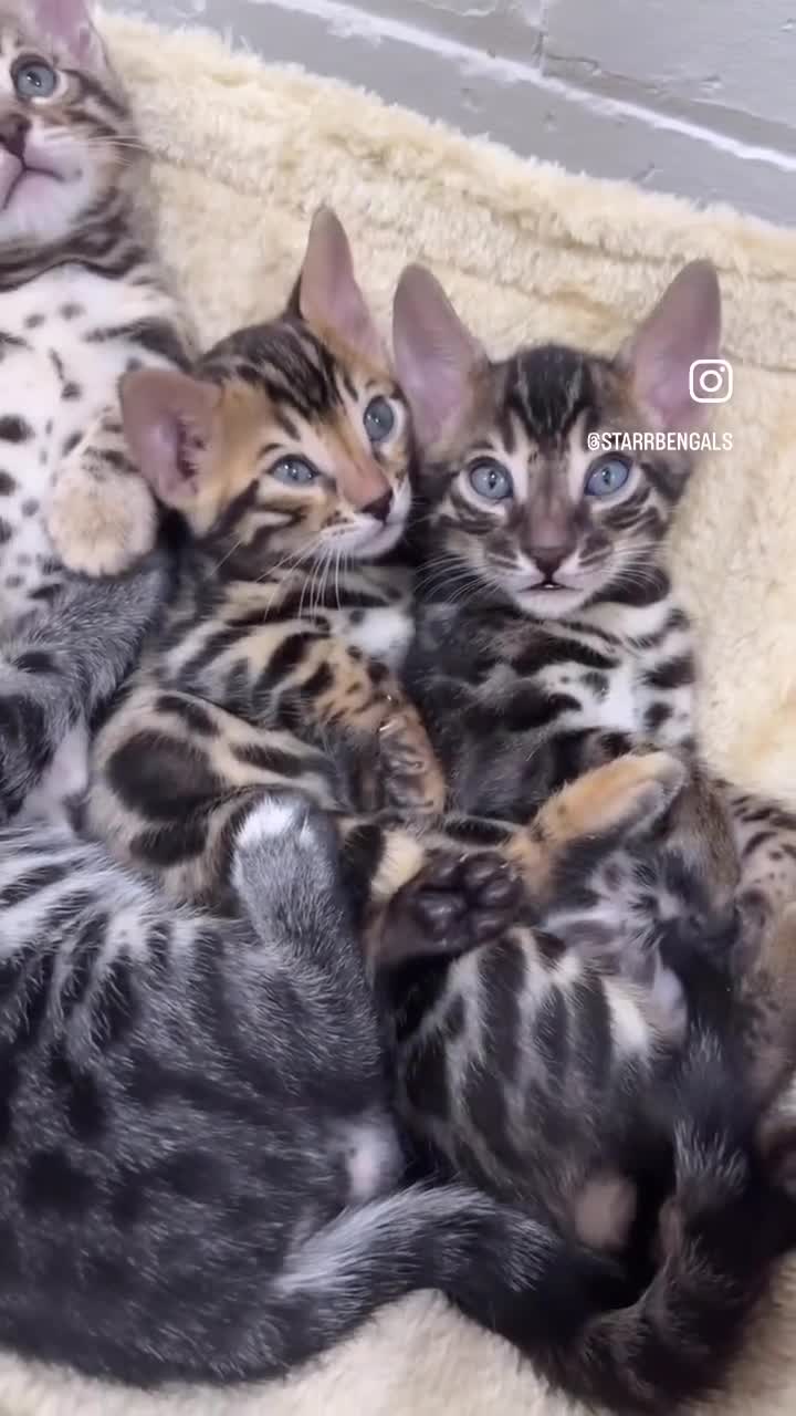 Bengal cats for sale: 🌟Pedigree bengal kittens🌟 - Video 3