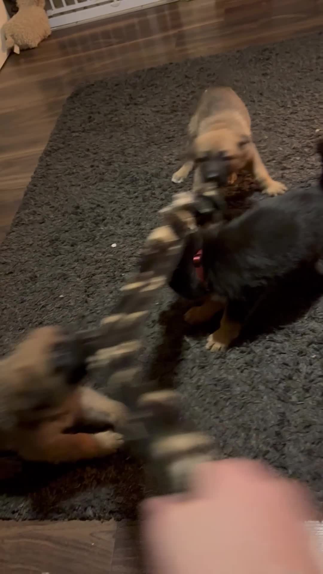 Mixed Breed dogs for sale: Belgian malinois x German Shepherd puppies  - Video 3