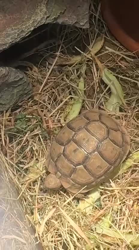 Tortoise reptiles for sale: Beautiful baby Tortoise 🐢  - Video 2