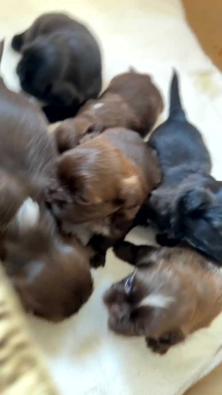 Shih Tzu dogs for sale: Tri-Colour KC Imperial Shih Tzu Puppies - Video 2