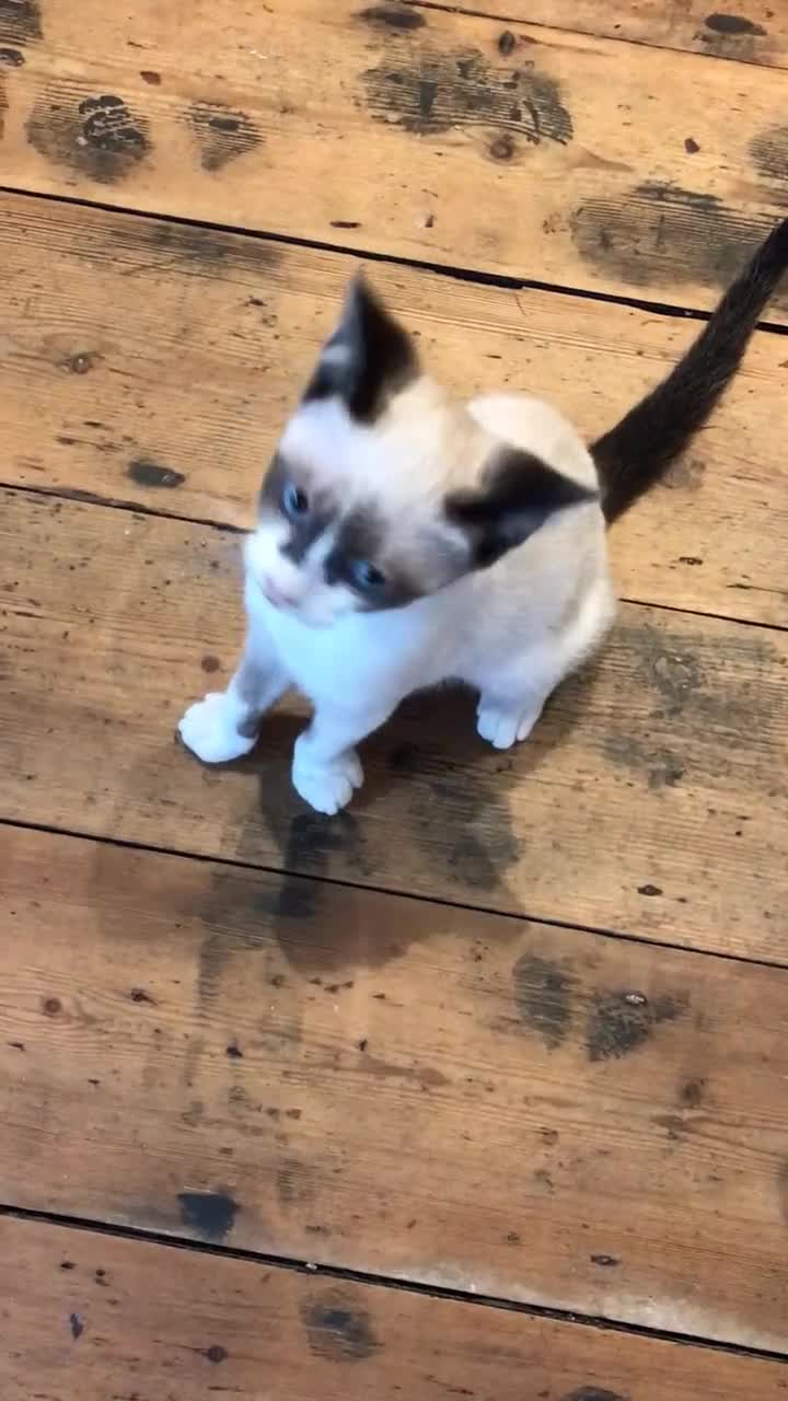 Mixed Breed cats for sale: A litter of 3 Mixed Siamese & American long hair - Video 1