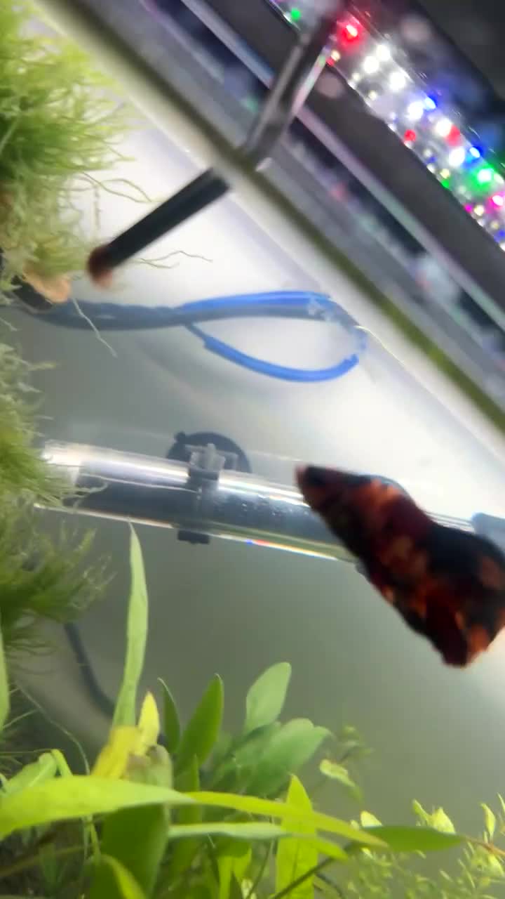 Bettas fish for sale: Betta fish and 2x fish tanks for sale - Video 2