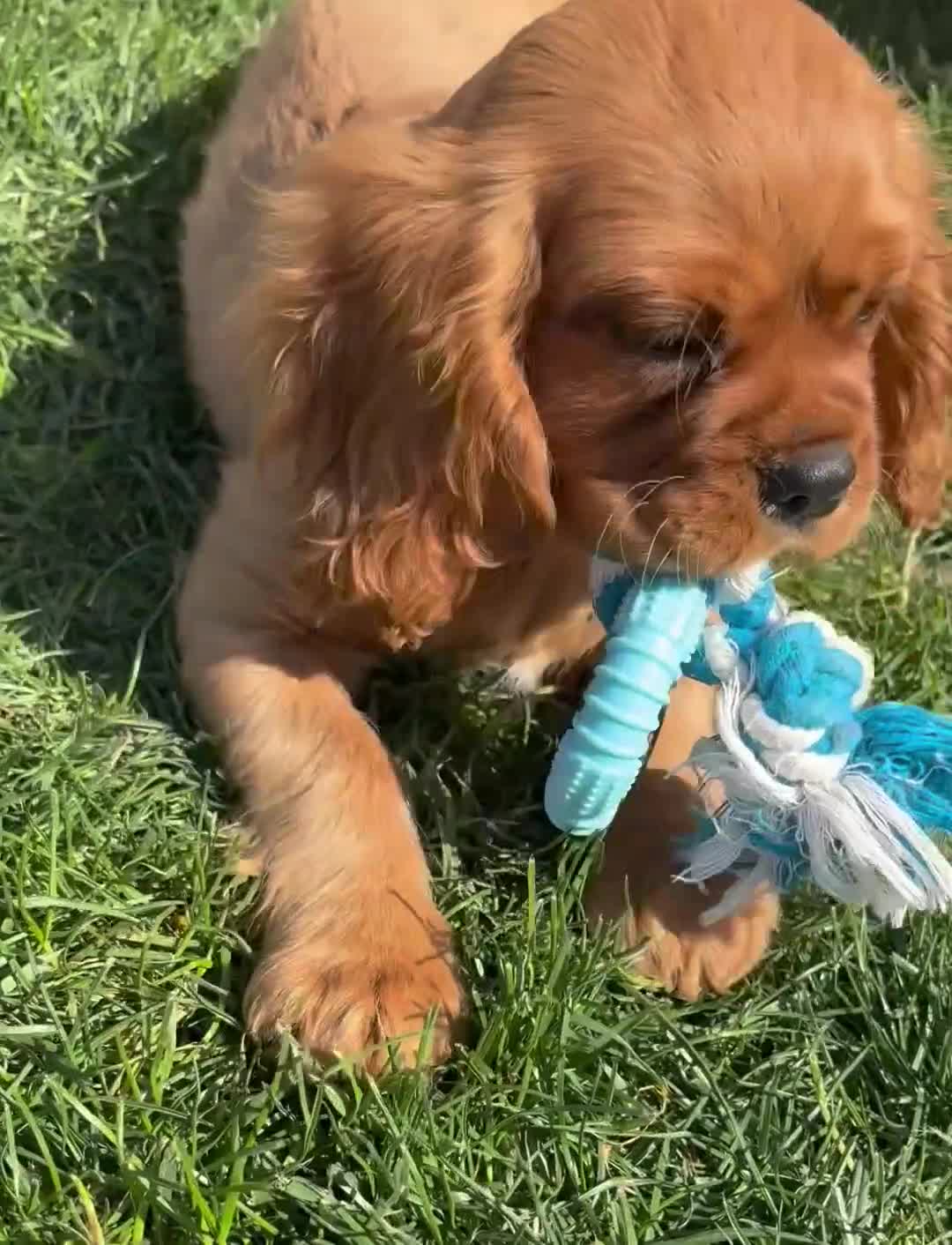 Cavalier King Charles Spaniel dogs for sale: Adorable Kennel club registered ruby male  - Video 1