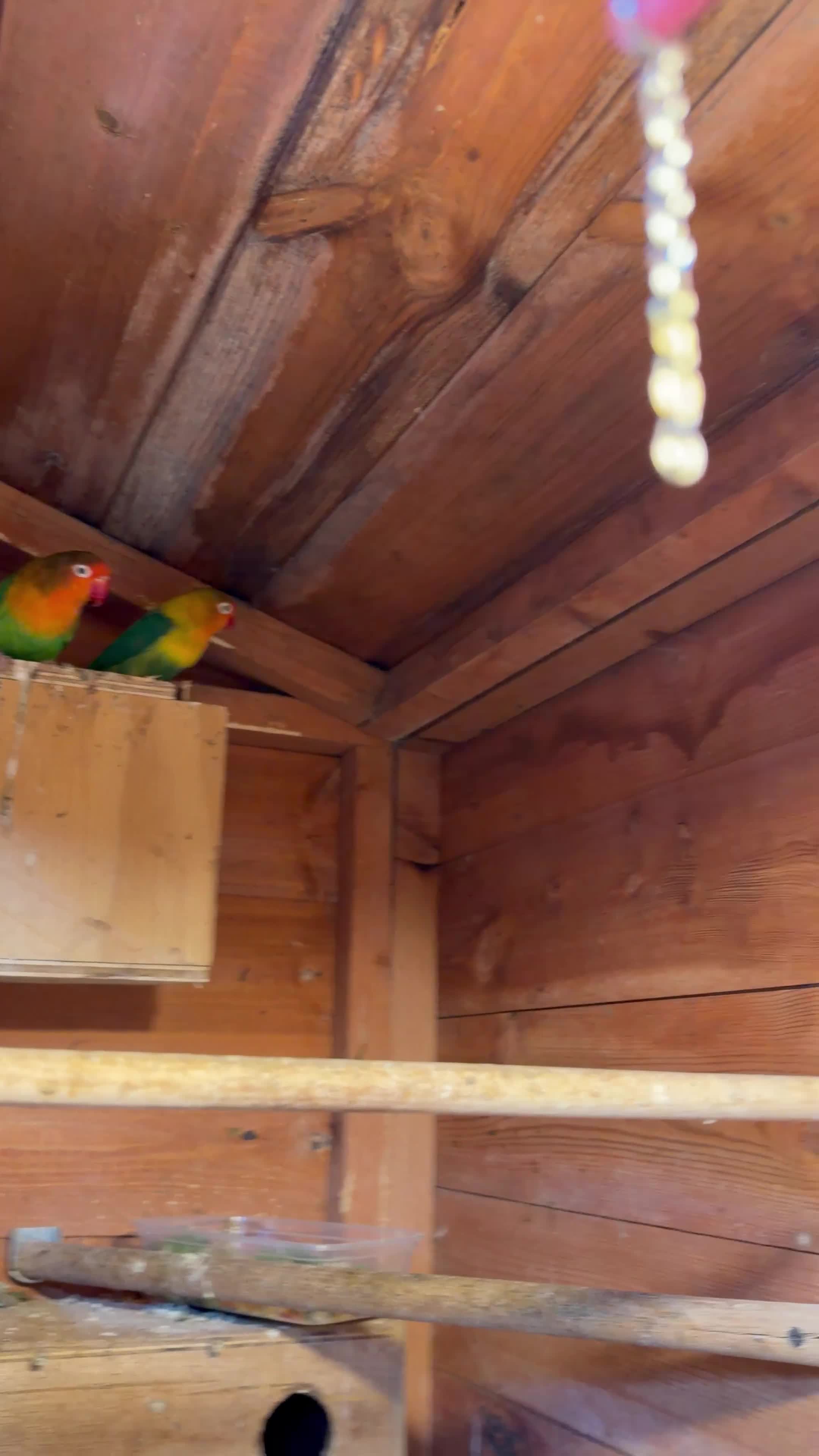 Lovebirds birds for sale: 2 pairs of love birds breeding pairs  - Video 1