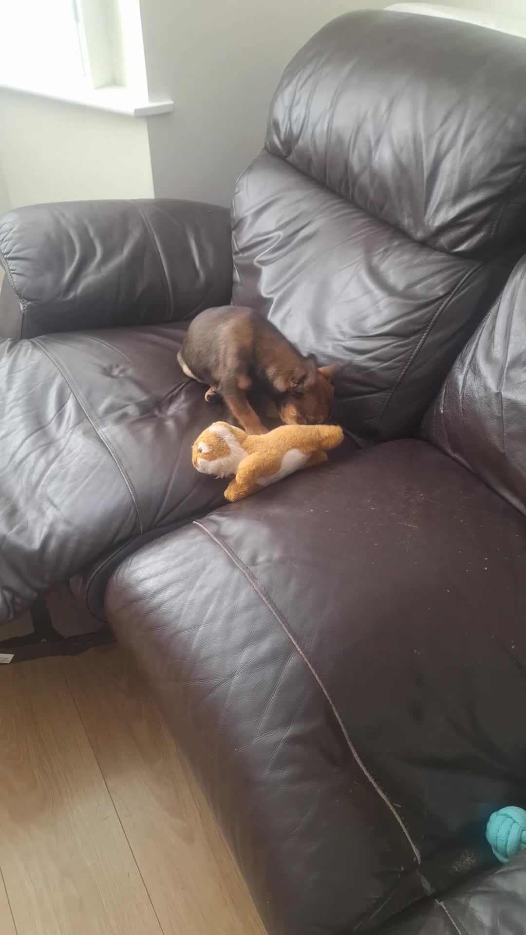 Mixed Breed dogs for sale: jack chi for sale - Video 2